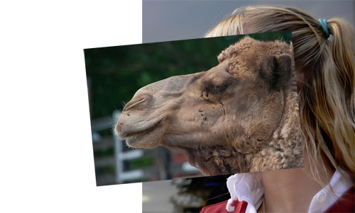 Creation of Camel Face: Step 3